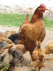 hen with chickens eating the grain