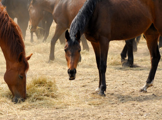 Fototapeta premium horse