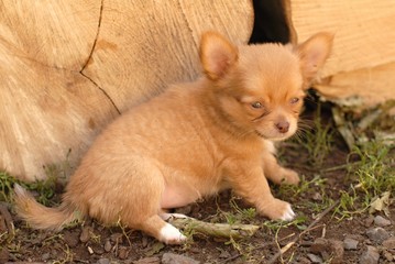 chihuahua