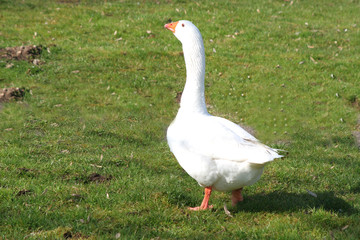 eine weisse Gans
