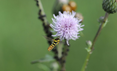 bee