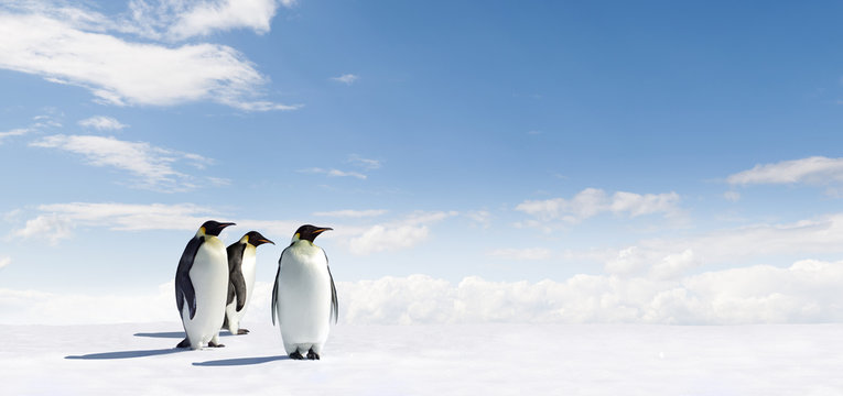 Emperor Penguins