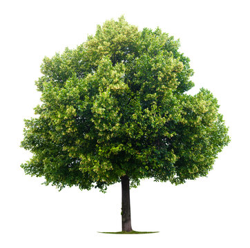 Linden Tree