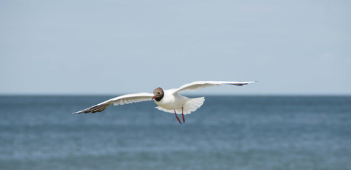 Ostsee Möve