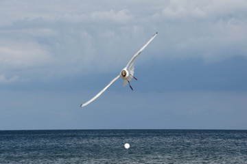 Ostsee Möve