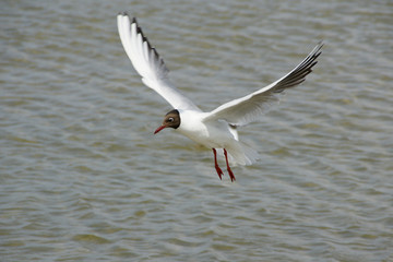 Ostsee Möve
