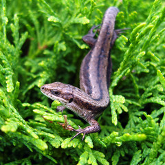 Obraz premium Lizard.