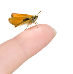 small butterfly on woman finger