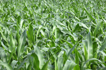 Obraz premium corn fields