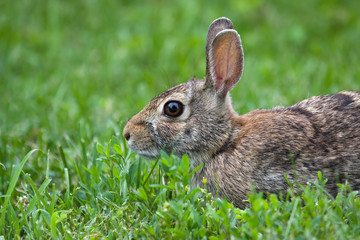 Jack Rabbit in the Grass