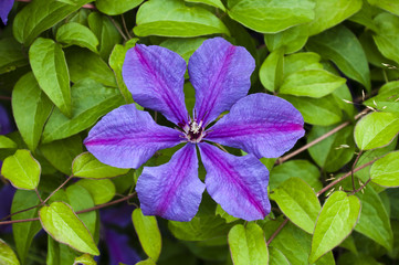 beautiful flower (clematis) against green sheets