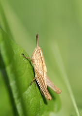 insect