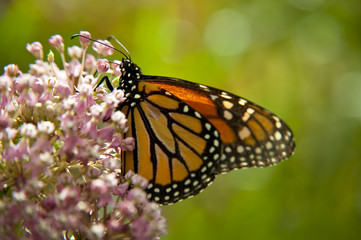 Fototapeta premium butterfly