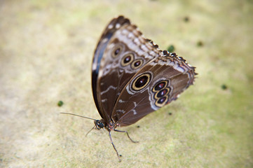 butterfly