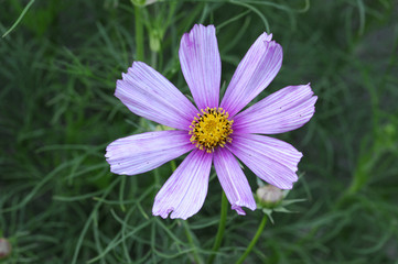 Obraz premium garden