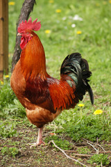 Gallo