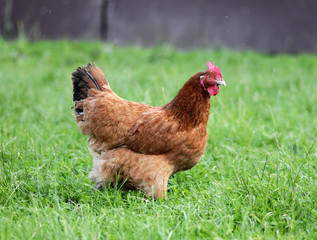hen