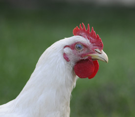 hen