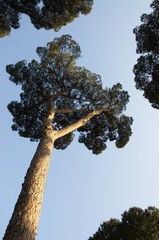 evergreen trees crones in blue sky