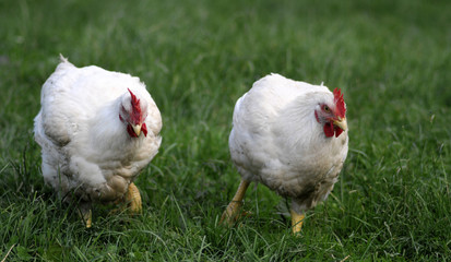 hen