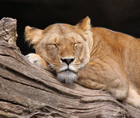 schlafende Löwin