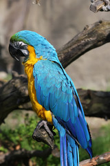 Blue and Yellow Macaw (Ara ararauna)