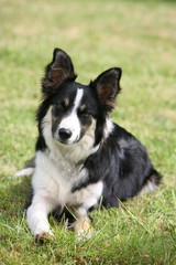 Collie Dog Puppy