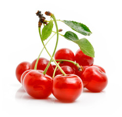 fresh red cherries with green leaves