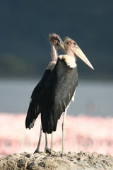 Marabou Storks at Lake Nakuru