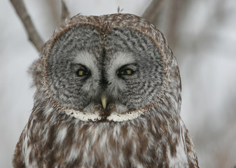 Great Gray owl Close up