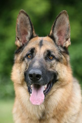 German Shepherd