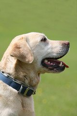 Golden Labrador