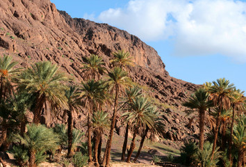 Palmiers dans une oasis de montagne