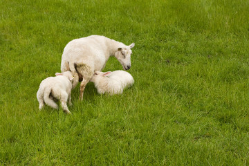 Obraz premium Sheep and lambs
