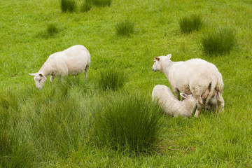 Sheep and lambs