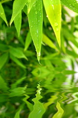 Bambusblatt