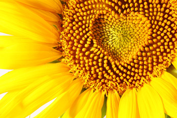 stamens in the form of heart on a sunflower