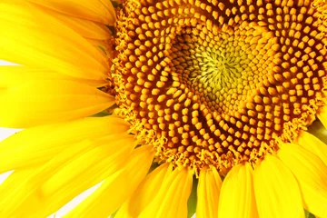 Deurstickers stamens in the form of heart on a sunflower © volff