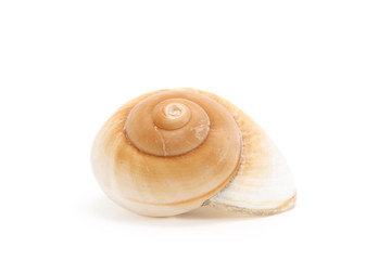 Fototapeta na wymiar Shell of a sea snail
