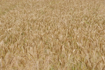 Full frame with ears