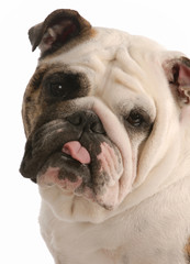Obraz premium english bulldog with tongue sticking out