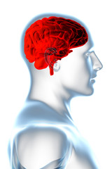 X-ray Anatomy on White