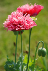 Mohnblüten