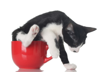 Cute kitten in a red tea cup.