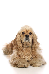 American Cocker Spaniel