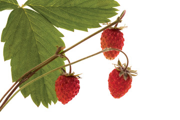 Wild strawberry