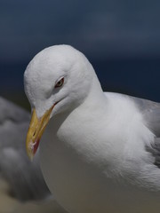 Retrato de gaviota en las Islas Cies