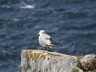 Gaviota en las Islas Cies