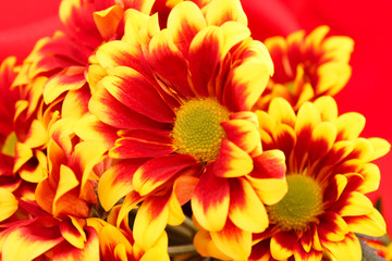 Flower on red background