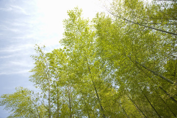 Fototapeta premium 雑木林